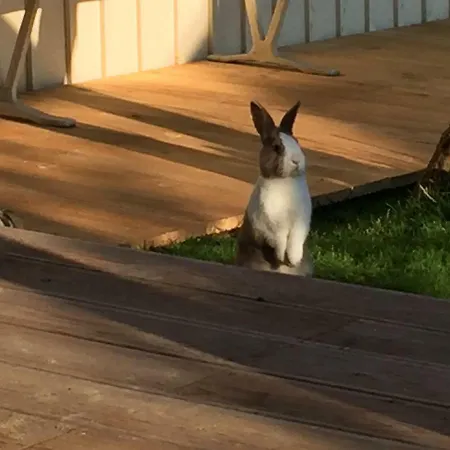 Haus Auf Der Alten Duene 2 Apartment *