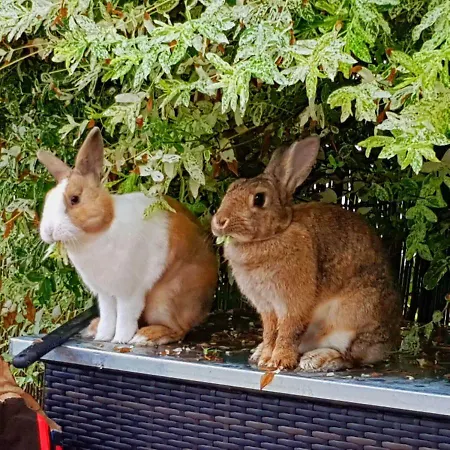 Haus Auf Der Alten Duene 2 Apartment Prerow