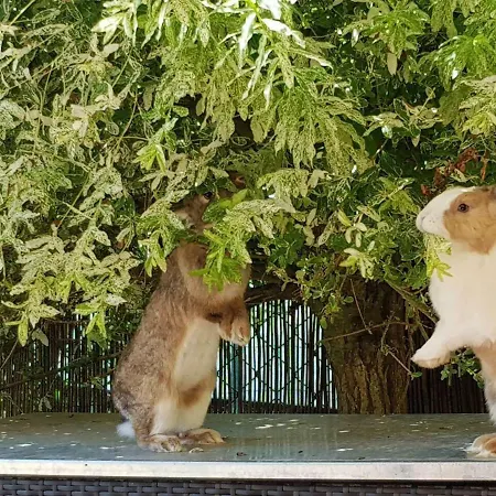 Haus Auf Der Alten Duene 2 Apartment