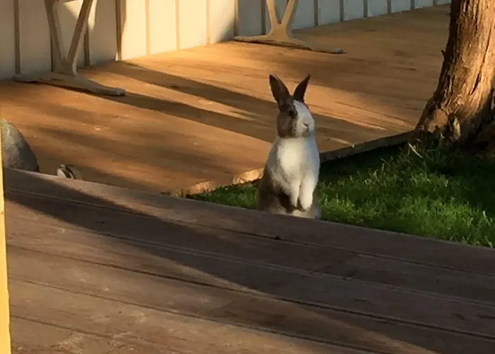 Haus Auf Der Alten Duene 2 Lägenhet *