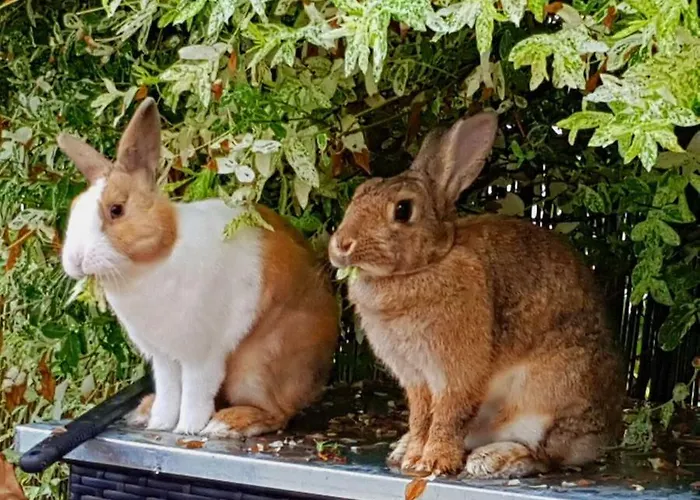 Haus Auf Der Alten Duene 2 Lägenhet Prerow